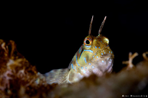 Blenny. As shot yesterday during my early morning dive in... by Rico Besserdich 